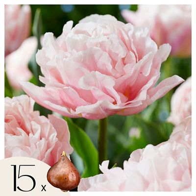 PFLANZENFREUND Tulpenzwiebeln Dreamer zartes rosa 15 Zwiebeln