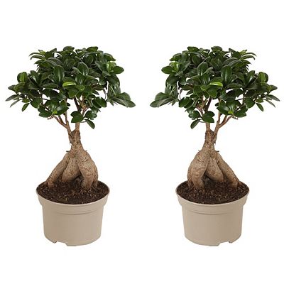 PFLANZENFREUND Bonsai Bäume Ficus Ginseng Topfgröße Ø 12cm 2 Pflanzen