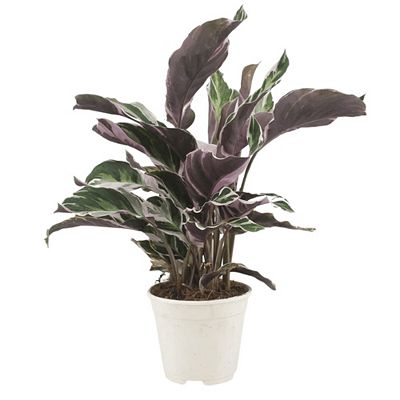 PFLANZENFREUND Korbmarante Calathea Fusion Topfgröße Ø 14cm 1 Pflanze