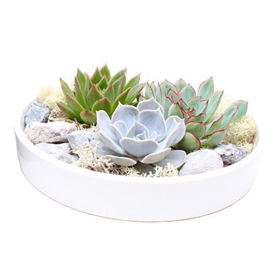 Thumbnail - PFLANZENFREUND Sukkulentenmischung Echeveria inkl. Dekosteinen & Schale ca. 8cm