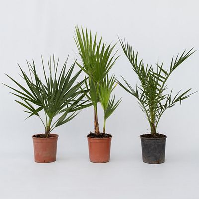 PFLANZENFREUND Gartenpalmen robust, winterhart Topfgröße Ø 15cm 3 Pflanzen, 3 Sorten