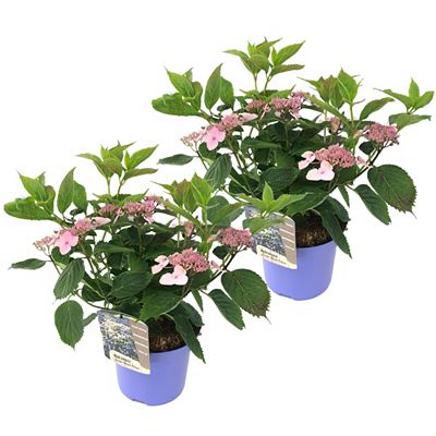 PFLANZENFREUND Tellerhortensien Topfgröße Ø 19cm 2 Pflanzen