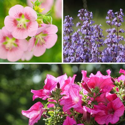 Thumbnail - PFLANZENFREUND Blumenkasten-Set Blühwunder ''Romantik'' bienenfreundlich 9 Pflanzen, 3 Sorten