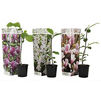 PFLANZENFREUND Magnolien-Set sehr winterhart Topfgröße Ø 9cm 3 Pflanzen