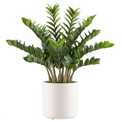 CREATIV green Kunstpflanze Zamioculcas Kunststofftopf creme Höhe 85cm