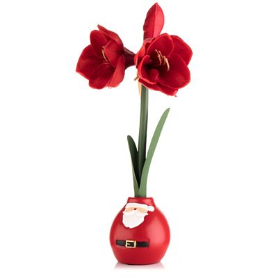 Thumbnail - ABELLA Flora künstl. Amaryllis Realtouch-Effekt Motiv-Topf Höhe 45cm