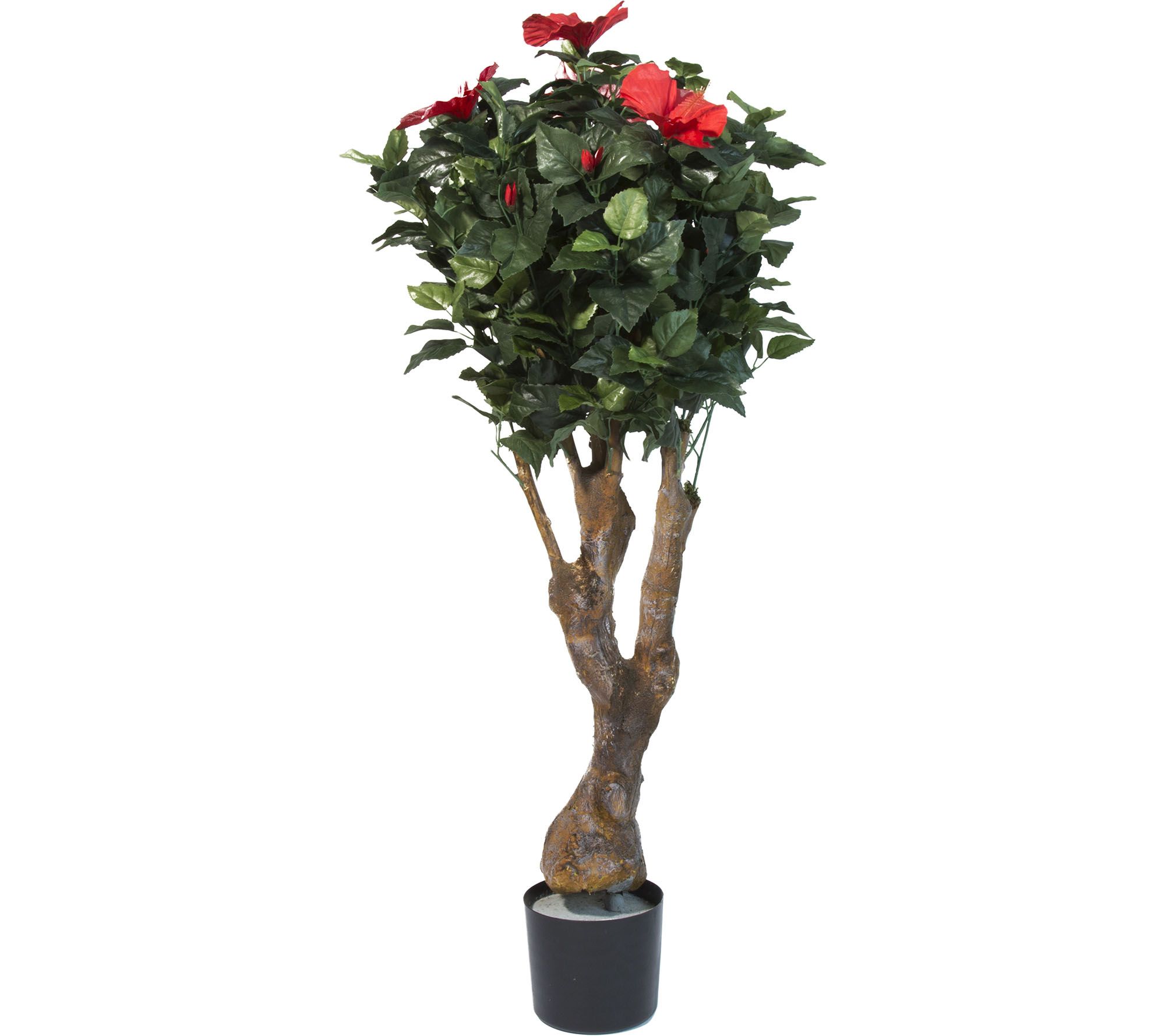 Pure Garden Hibiscus Tree with Flowers