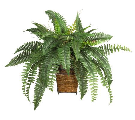 Boston Fern Plant with Wicker Basket by NearlyN atural