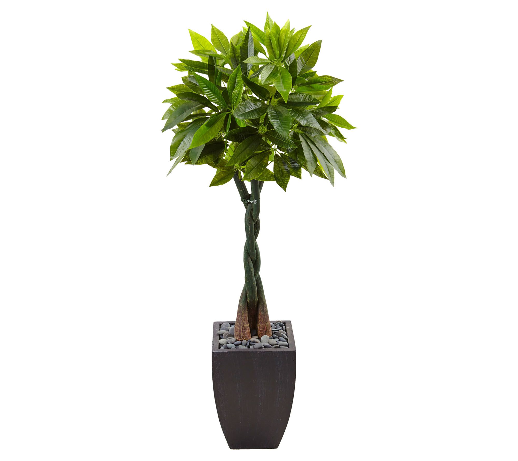 5’ Money Tree in Black Square Planter  |  Nearly Natural