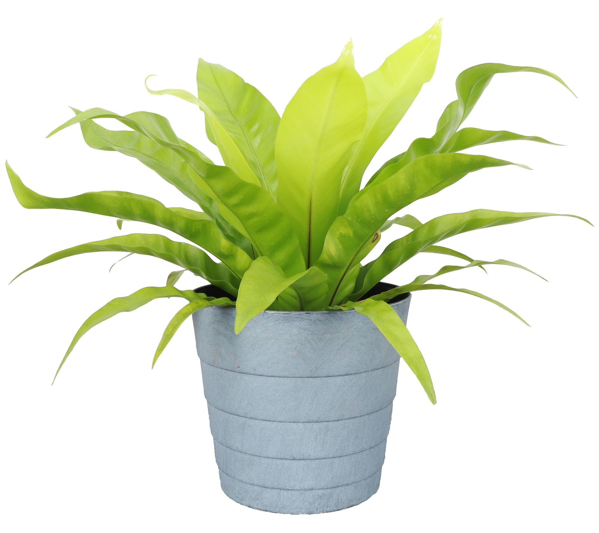 Thorsen's Greenhouse Live Bird's Nest Fern, Con emporary Pot