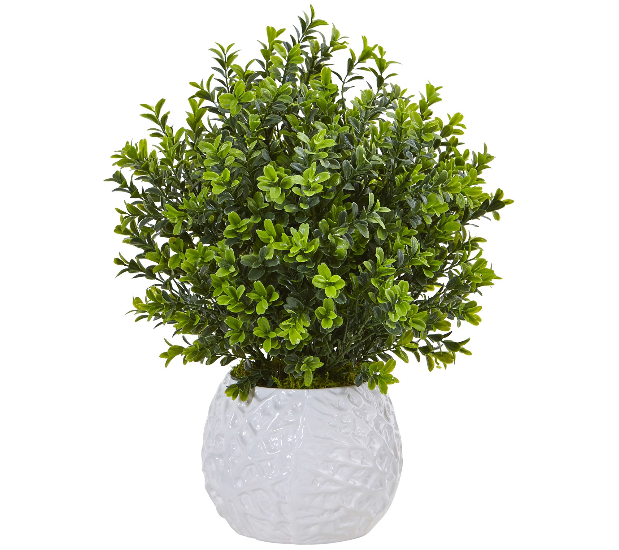 Boxwood in White Vase by Nearly Natural
