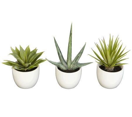 Southwest Collection Mixed Succulents in White Pots Set of 3 - 8.5" (Missing One Plant)
