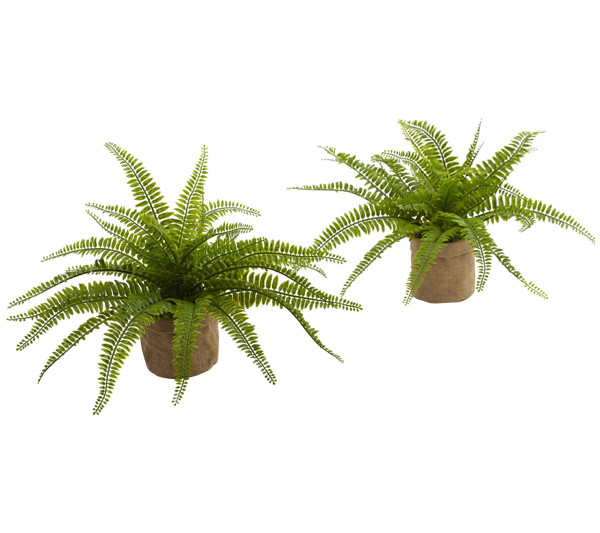 Boston Fern with Burlap Planter Set of 2 by Nea rly Natural