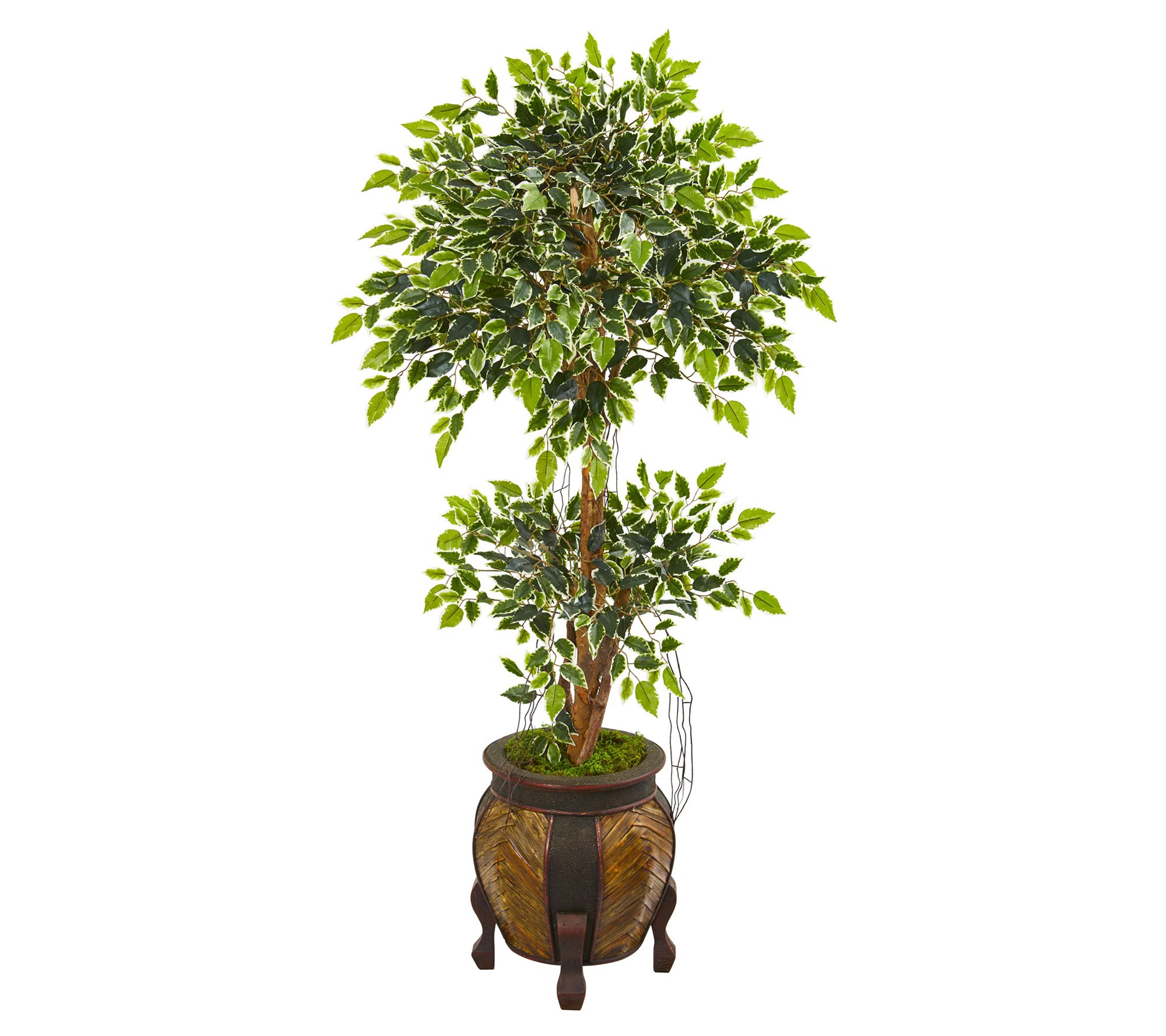 59in.  Variegated Ficus Artificial Tree in Deco rative Planter