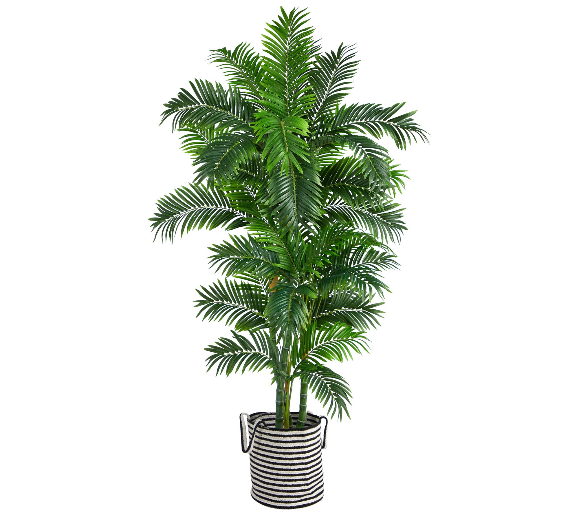 6' Curvy Parlor Palm Tree in Planter by Nearly atural