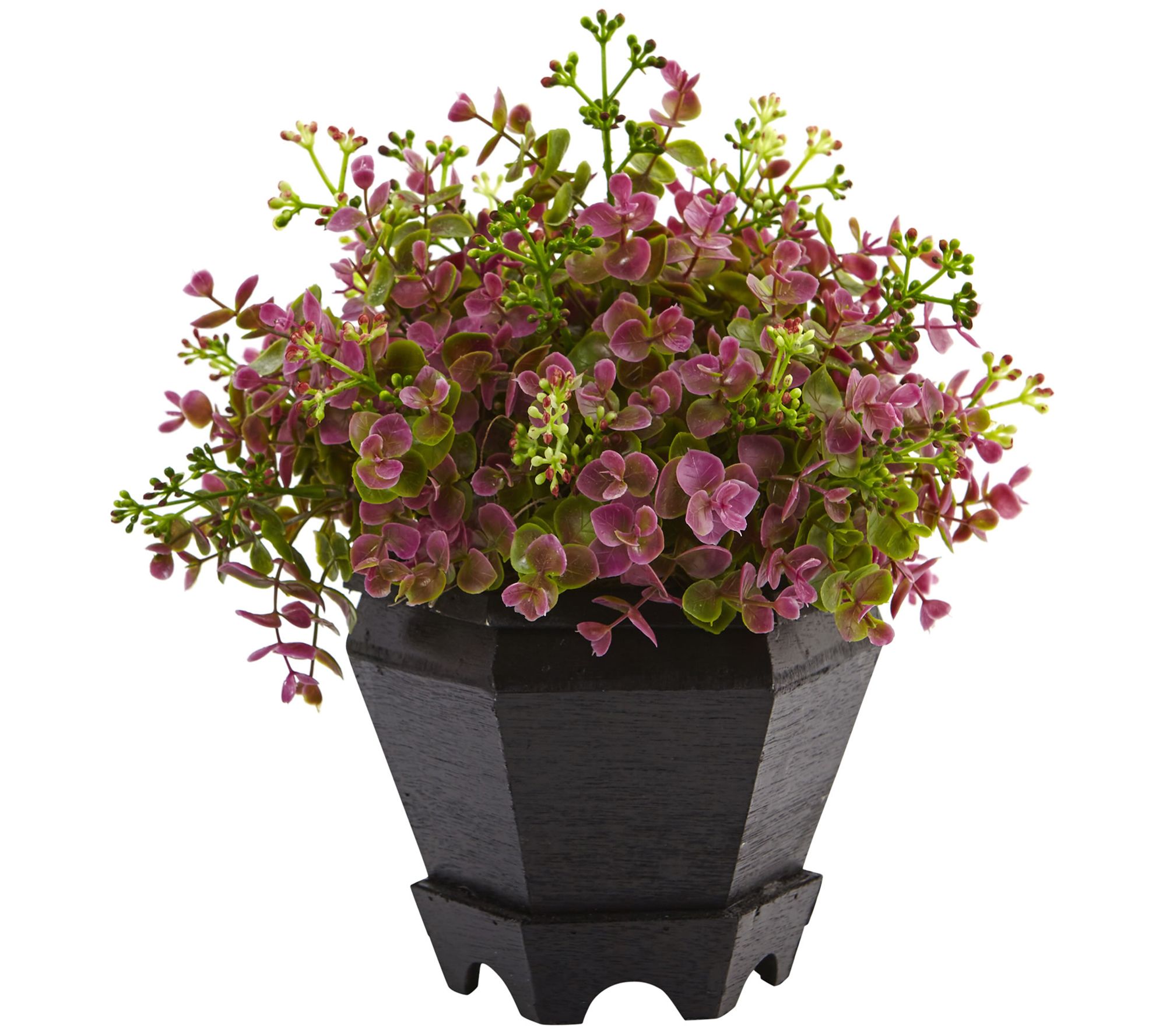 Sedum and Eucalyptus Plant with Planter by Near ly Natural