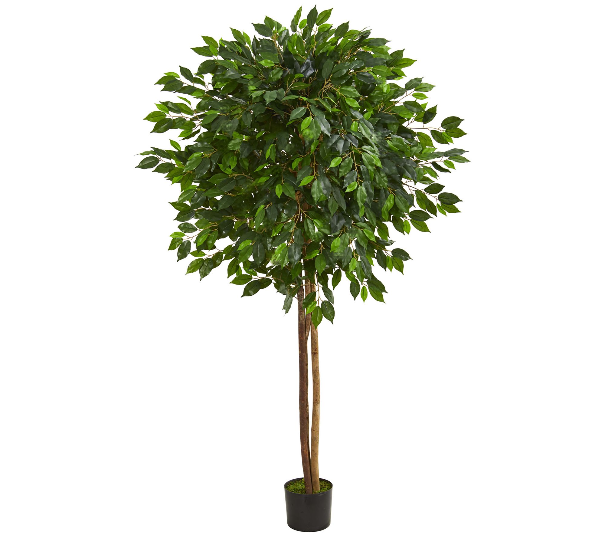 6.5' Ficus Artificial Tree by Nearly Natural