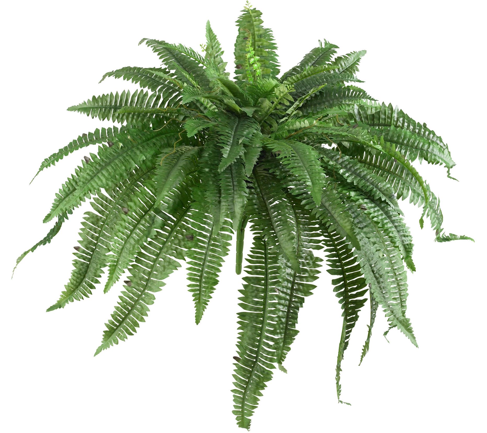 Set of 2 Boston Ferns by Nearly Natural