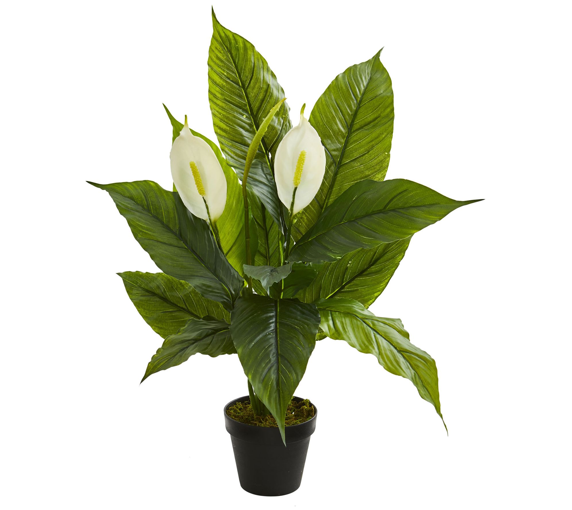 https://images.qvc.com/is/image/h/76/h371676.001?$uslarge$