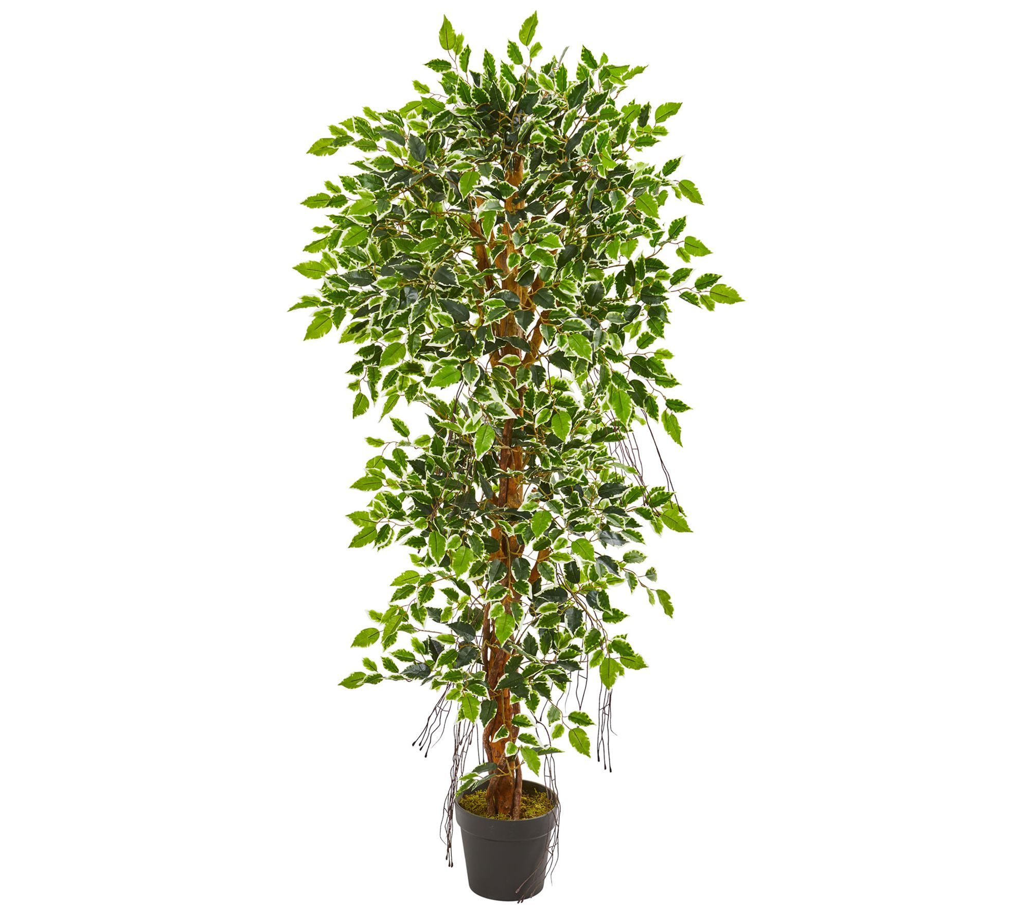 5' Elegant Ficus Artificial Tree by Nearly Natu ral