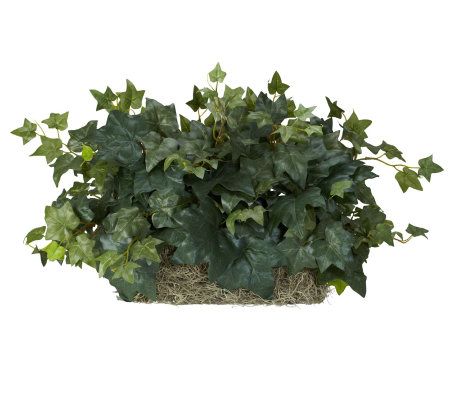 Ivy Ledge Plant by Nearly Natural
