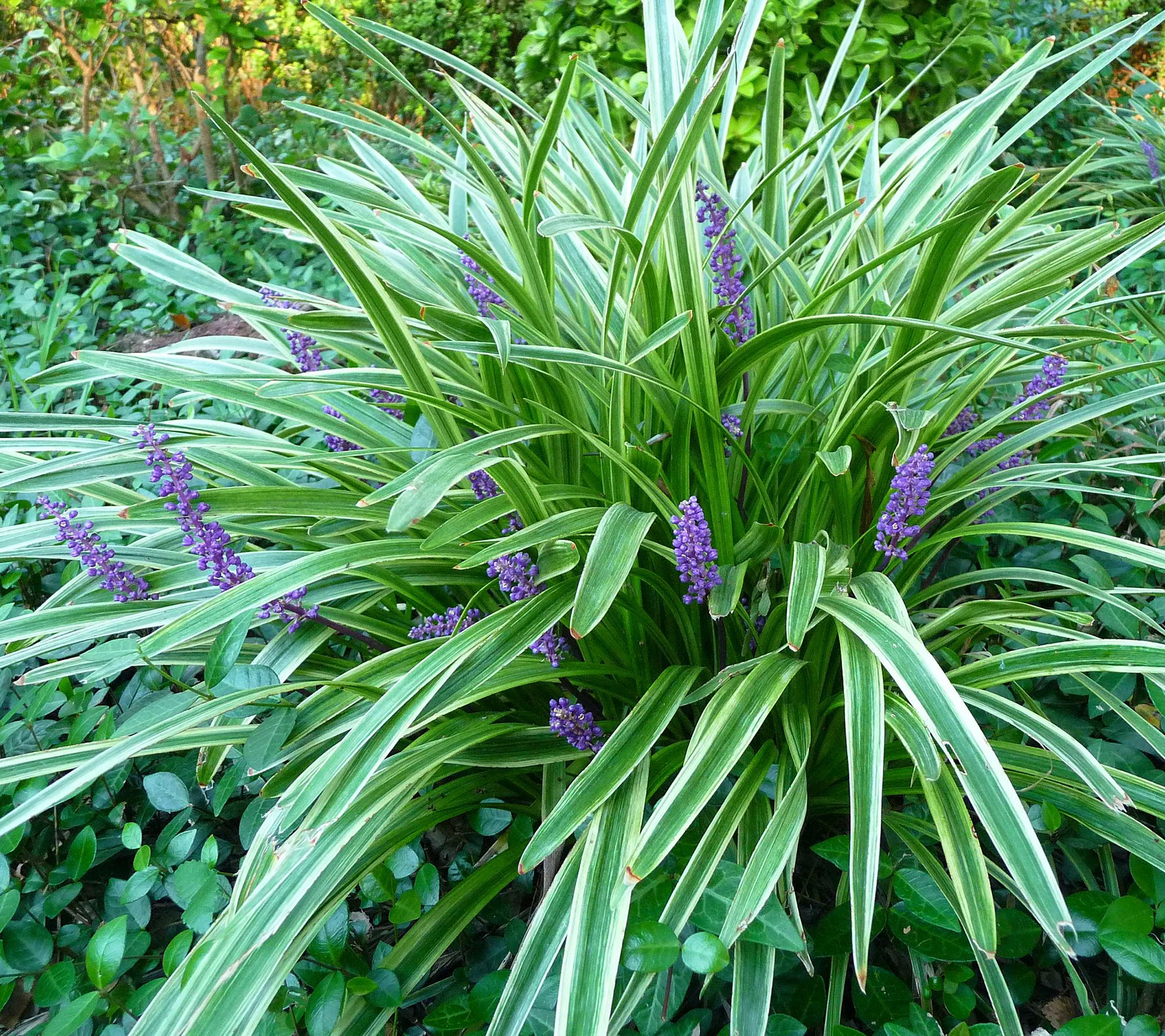 LivePure Liriope Variegated Plant Kit, 24 Piece