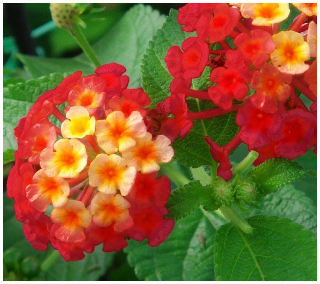Cottage Farms Dallas Red Lantana Patio Tree Page 1 —