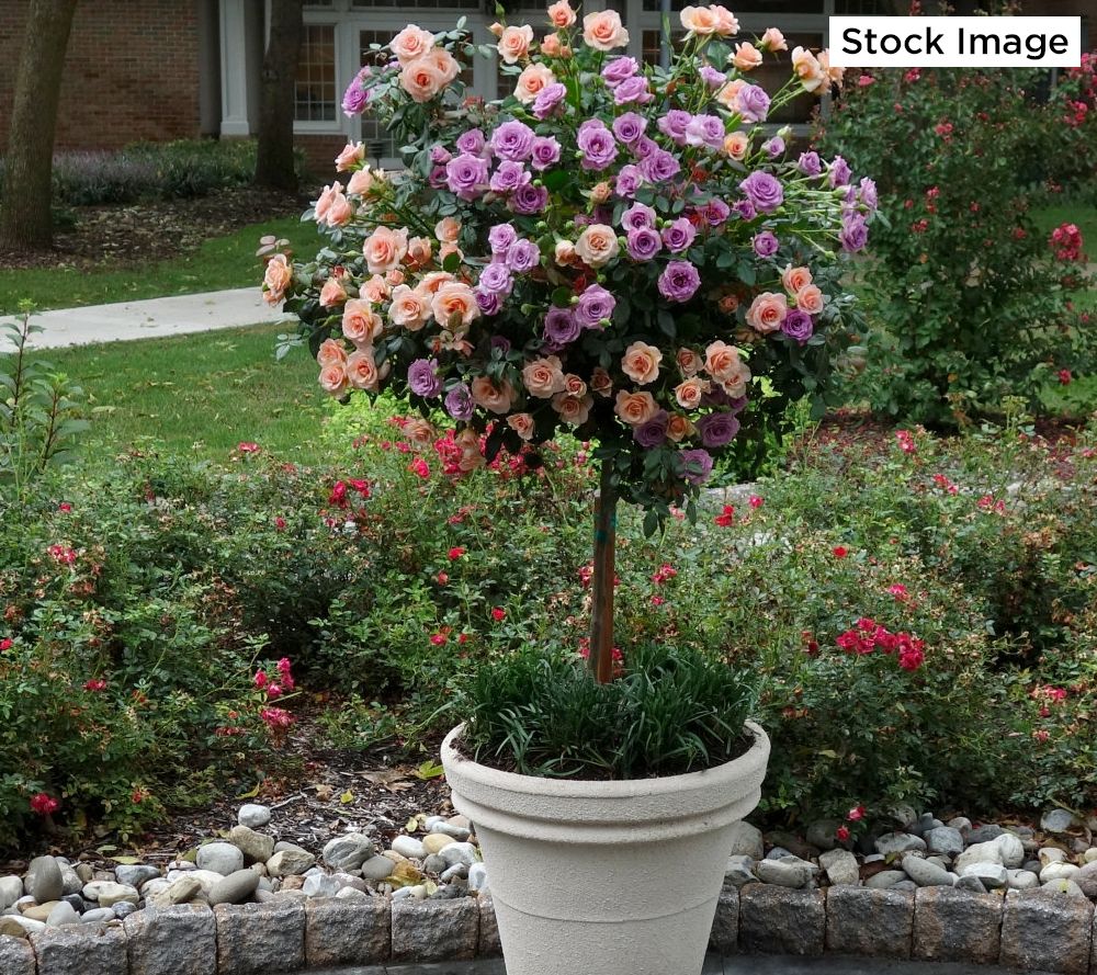 Cottage Farms 2 In 1 Dazzling Designs Sweet Floribunda Tree Rose