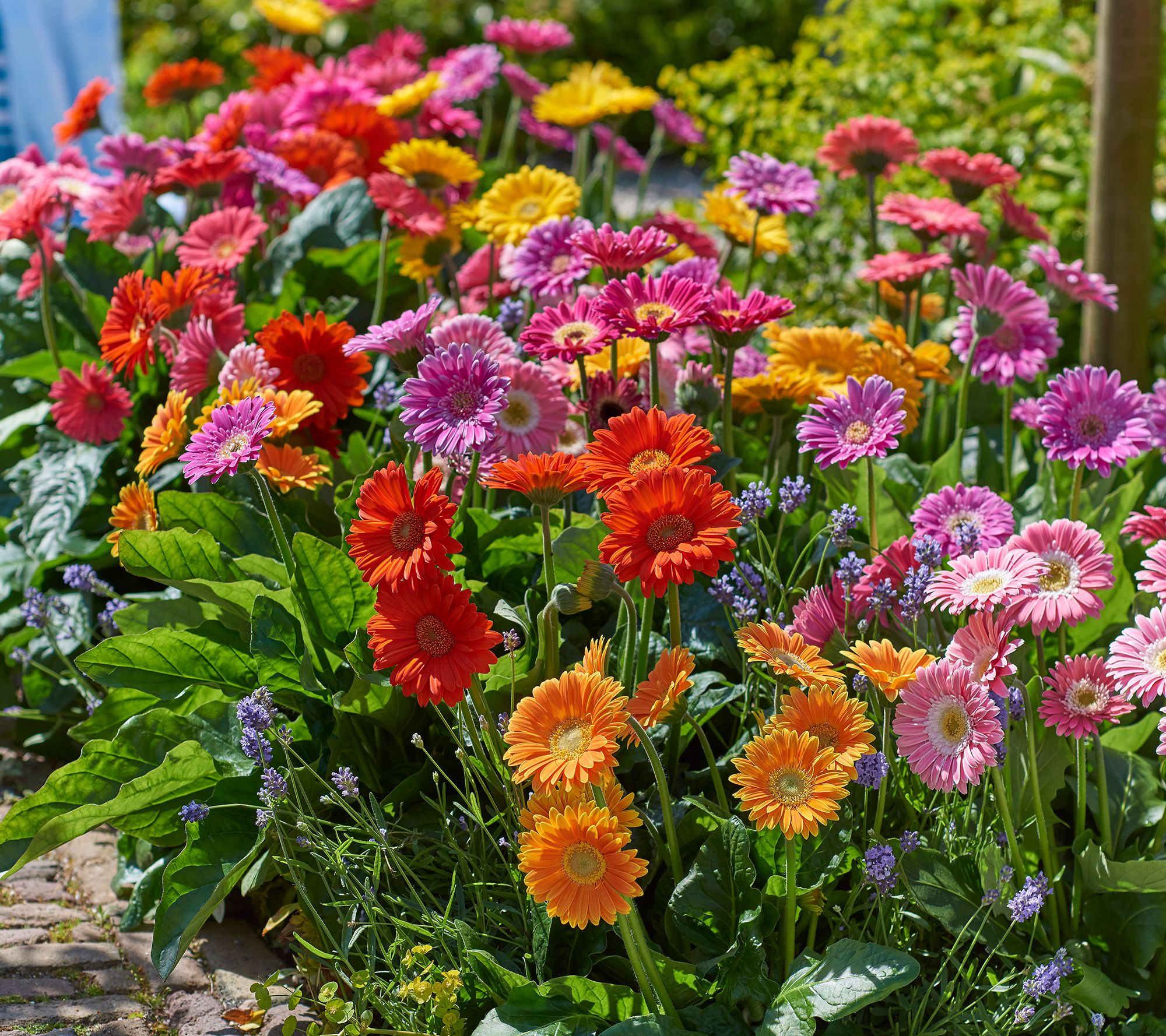 Roberta's 6Piece Super Sweet Hardy Gerber Daisies Page