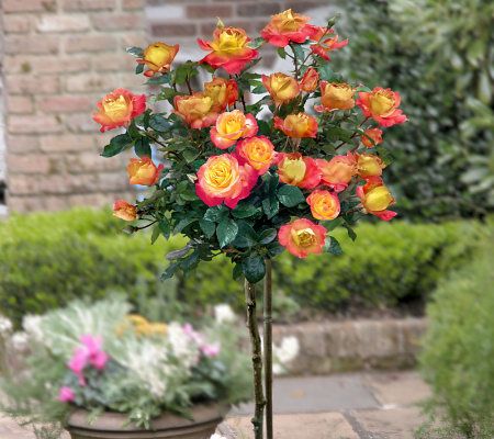 Cottage Farms 36 Chihuly Patio Tree Rose — QVC.com