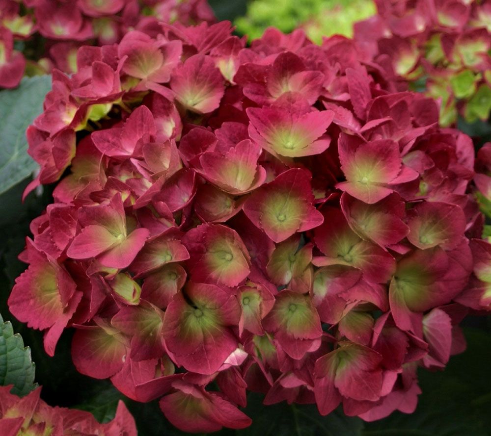 Cottage Farms 2-pc Raspberry Sparkles Hydrangea - Page 1 — QVC.com