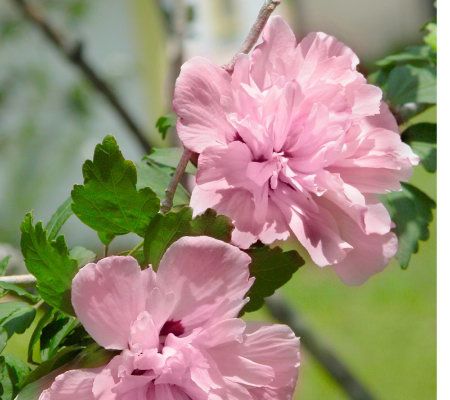 Cottage Farms Blushing Bride Rose of Sharon Hibiscus Tree - Page 1 ...