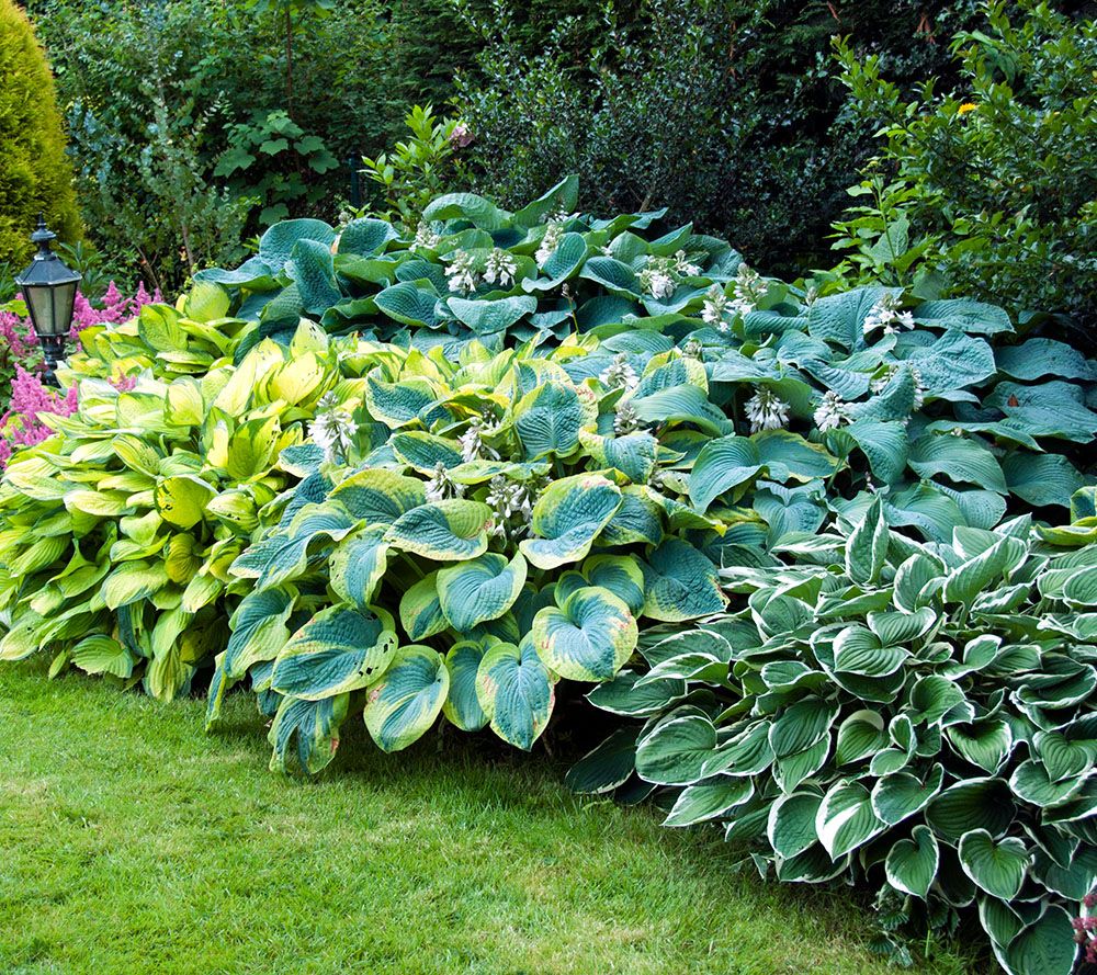 Roberta's 6-piece Large Leafed Hosta Collection - Page 1 — QVC.com