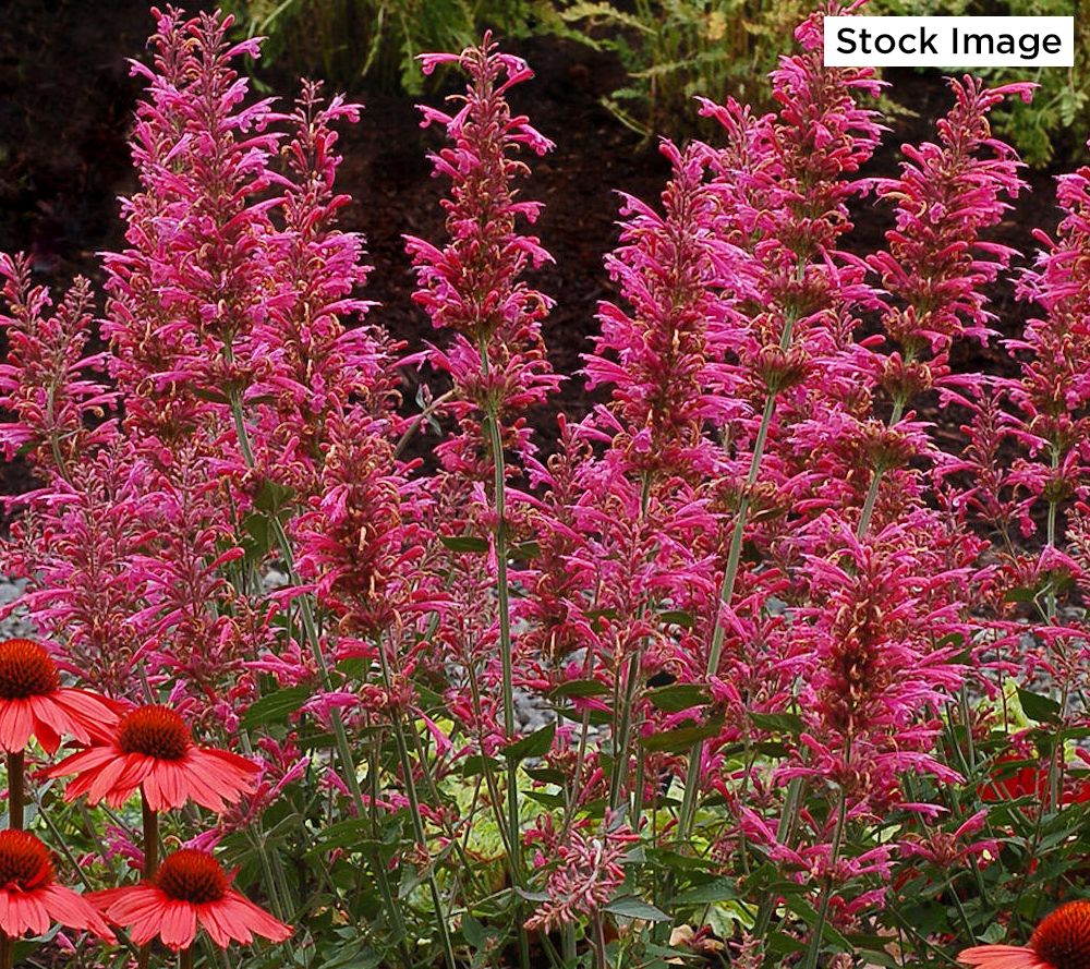 Cottage Farms 3Piece Dwarf Fragrant Hummingbird Mint