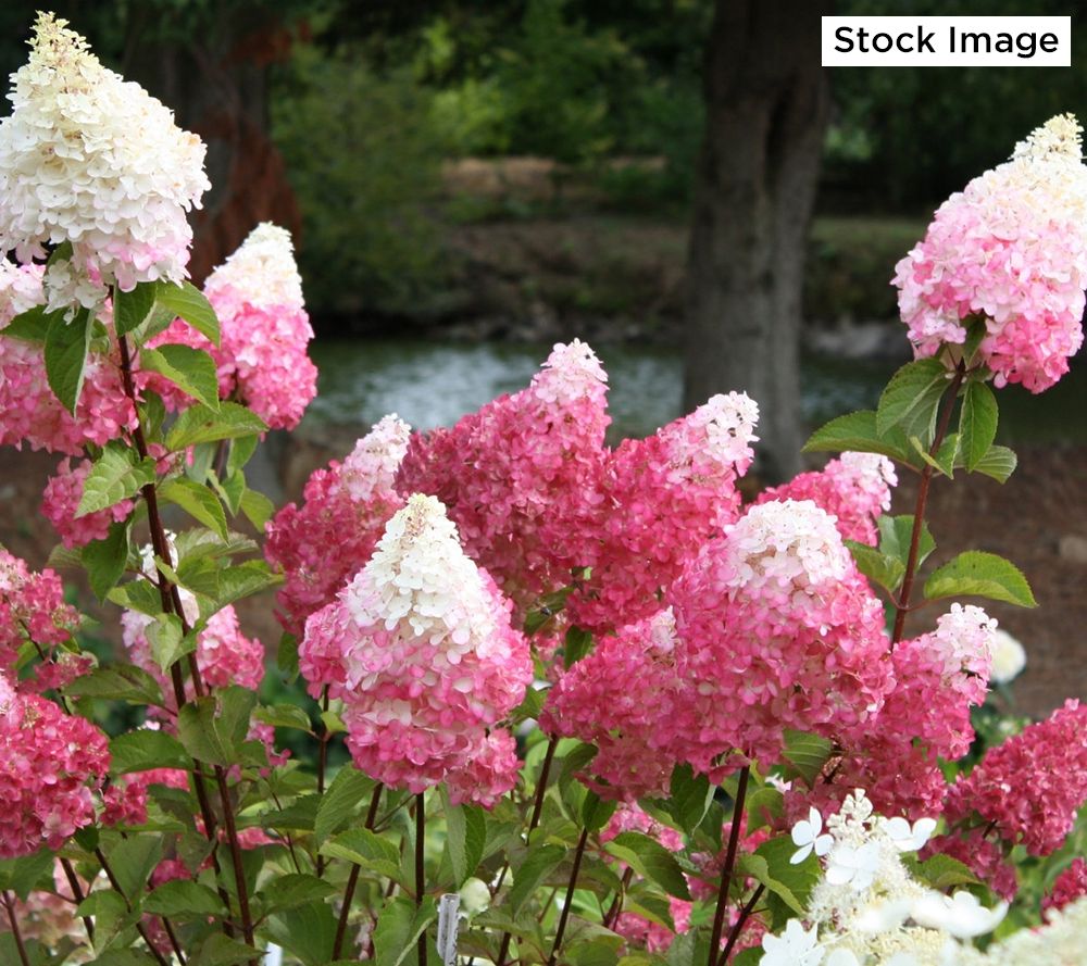 cottage farms 1-piece vanilla strawberry hydrangea tree