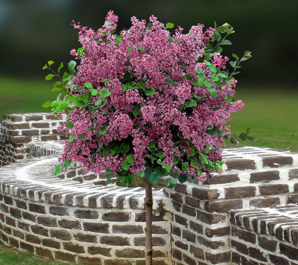 Cottage Farms Red Pixie Lilac Patio Tree — QVC.com