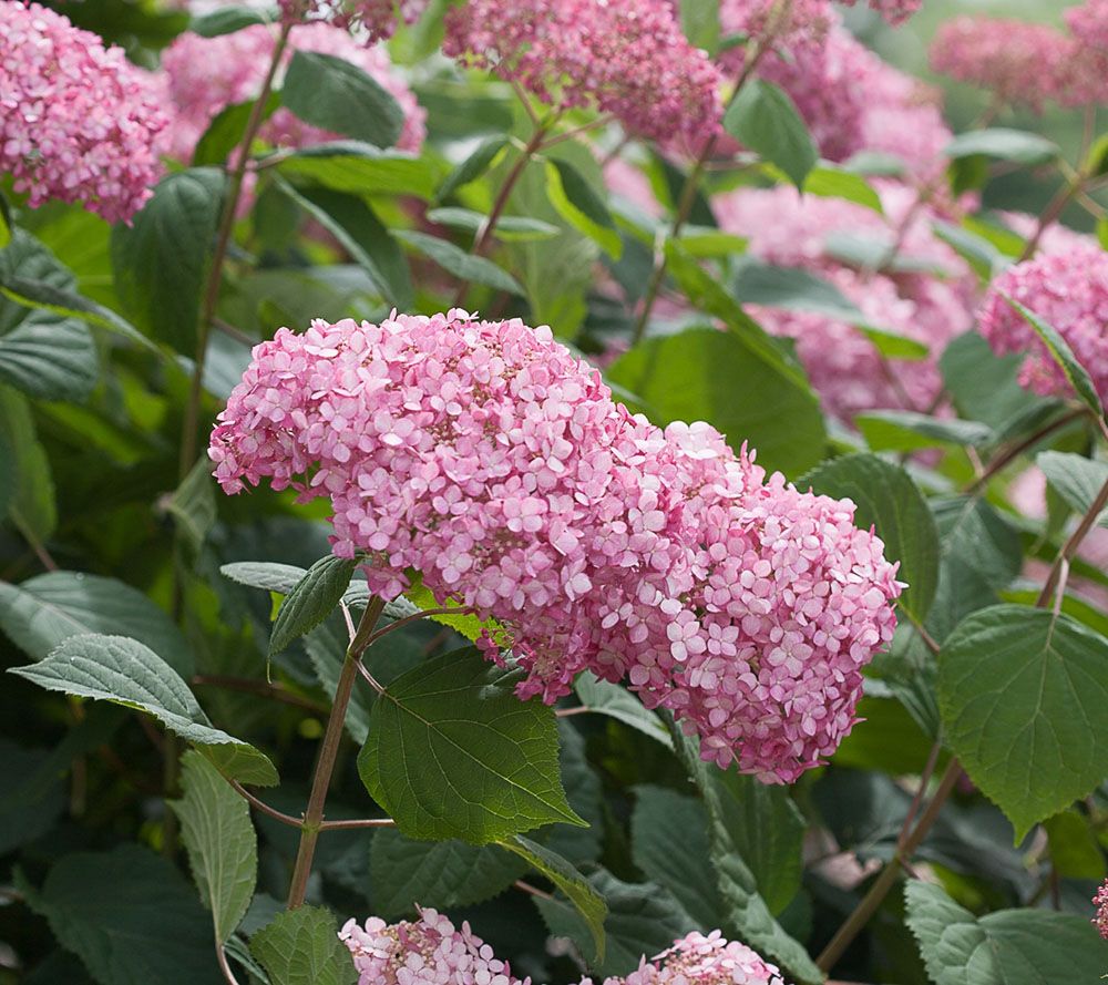 Cottage Farms Spirit II Everblooming Hydrangea Duo - M48972 — QVC.com