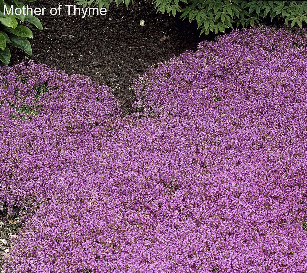 Roberta's 36pc Trample Me English Creeping Thyme Purple Page 1 —