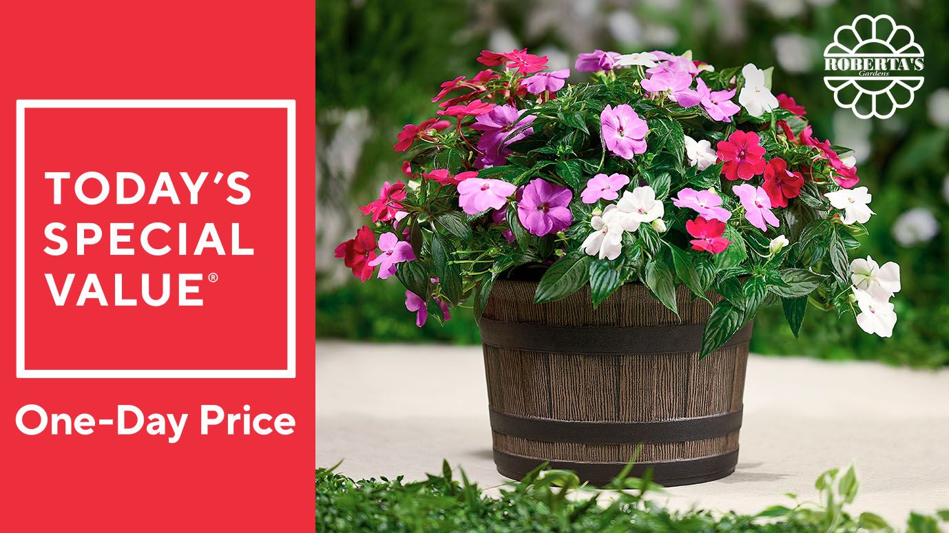 Roberta's 3Pc SunPatiens Live Plants With Whiskey Barrel Planter