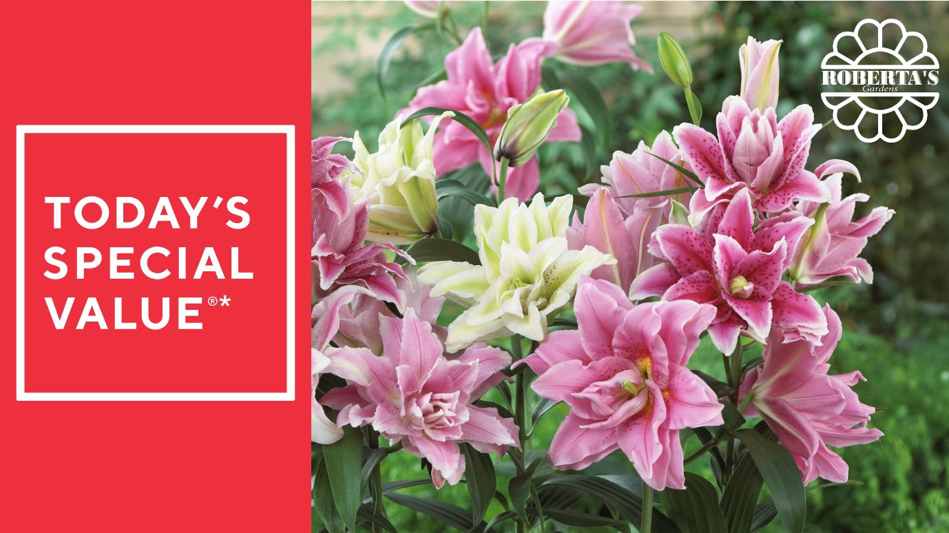 Roberta's 5-Piece Roselily Live Bulbs with 2lb Fertilizer