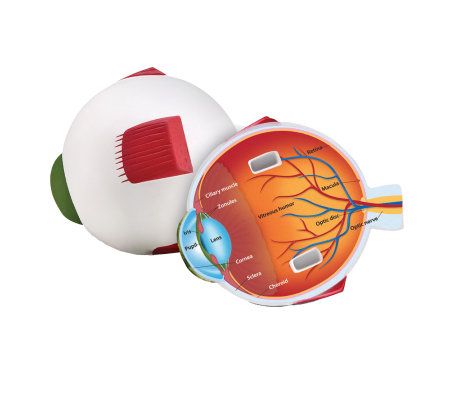 Cross Section Eye by Learning Resources
