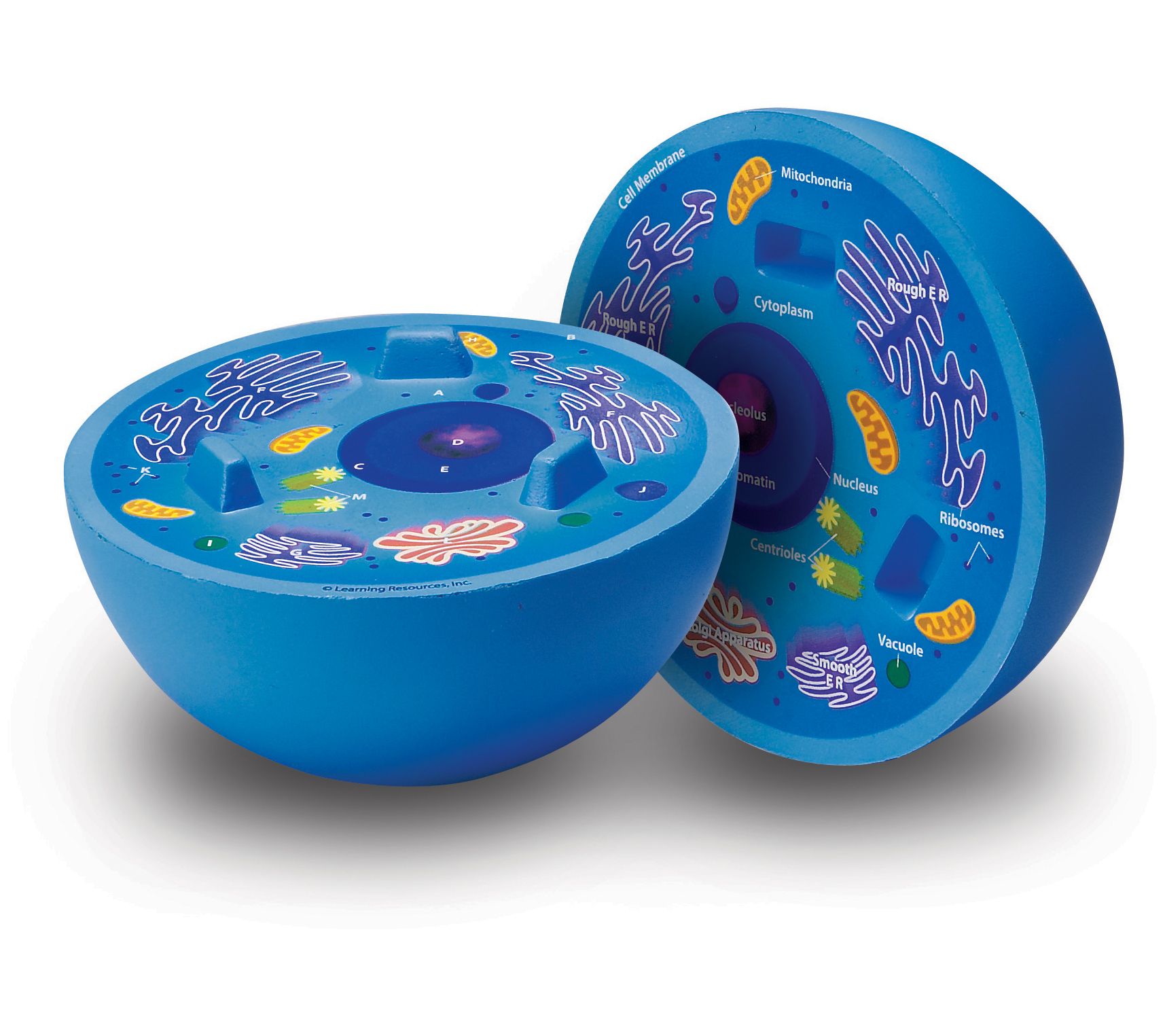 Learning Resources Cross-Section Animal Cell Mo del Toy