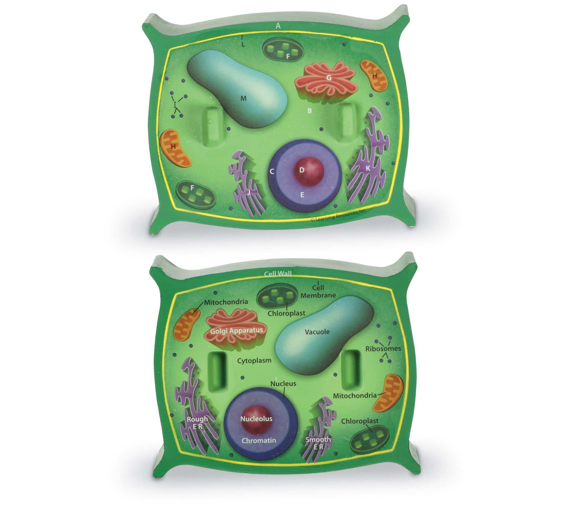Learning Resources Cross-Section Plant Cell Mod el Toy