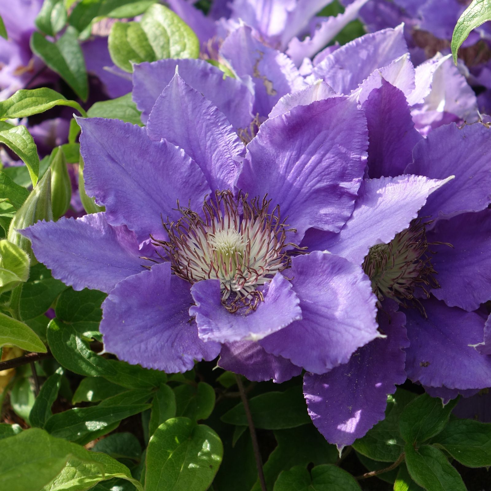 Mont Rose 2x Raymond Evison Clematis Hanging Basket Bijou ...