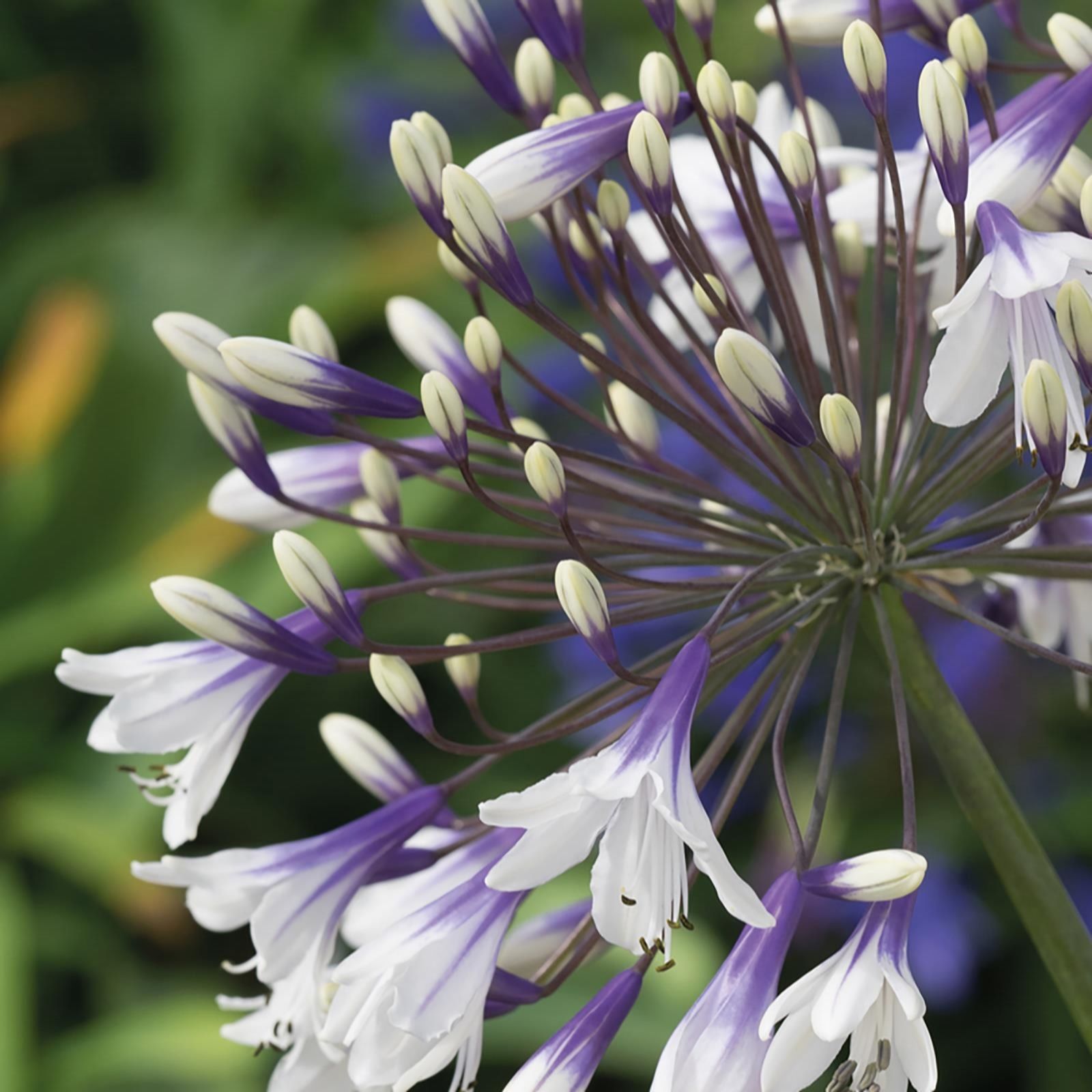 Thompson Morgan 3 X Agapanthus Collection In 9cm Pot Qvc Uk