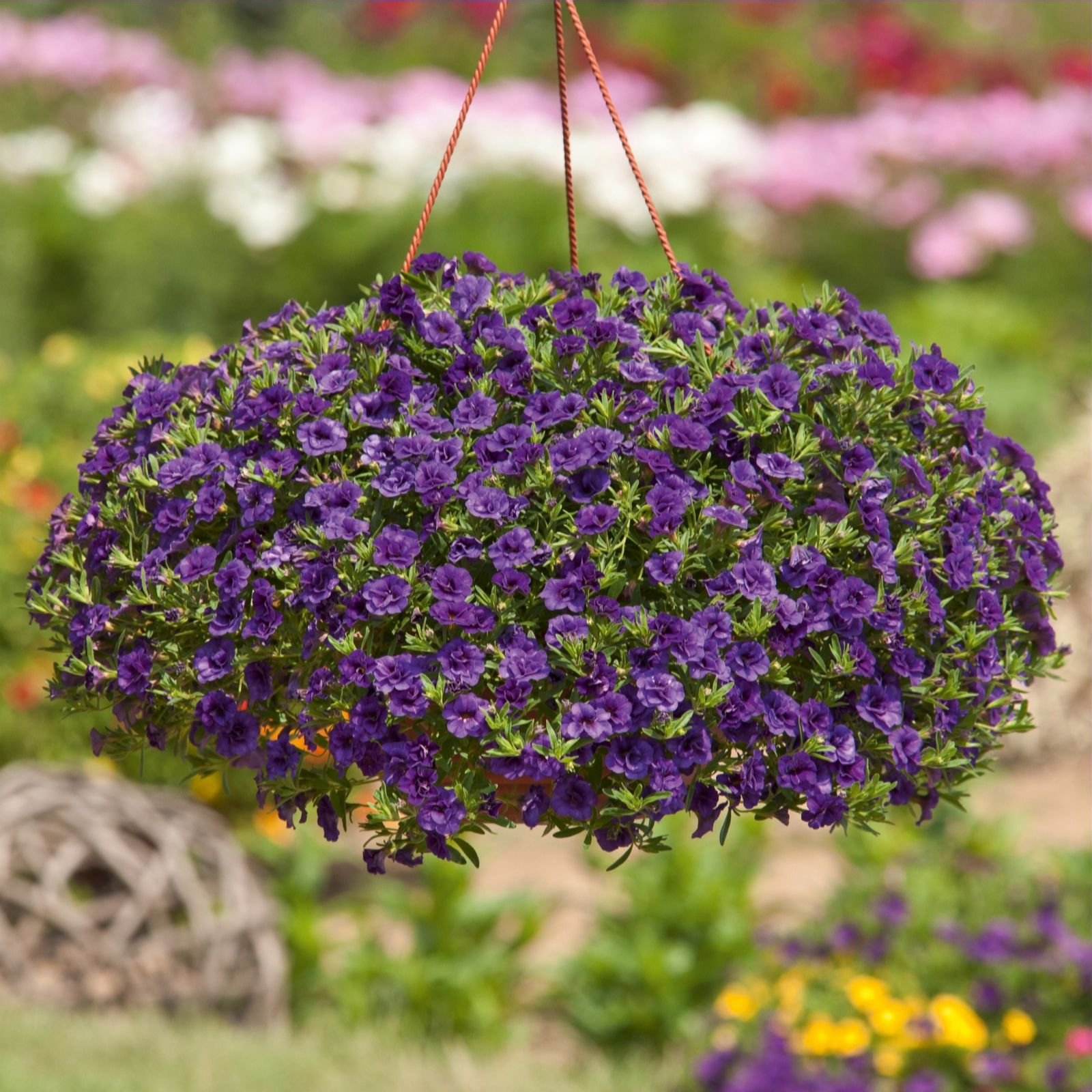 Hayloft Plants 10 x Double Flowered Calibrachoa Plug Collection - QVC UK