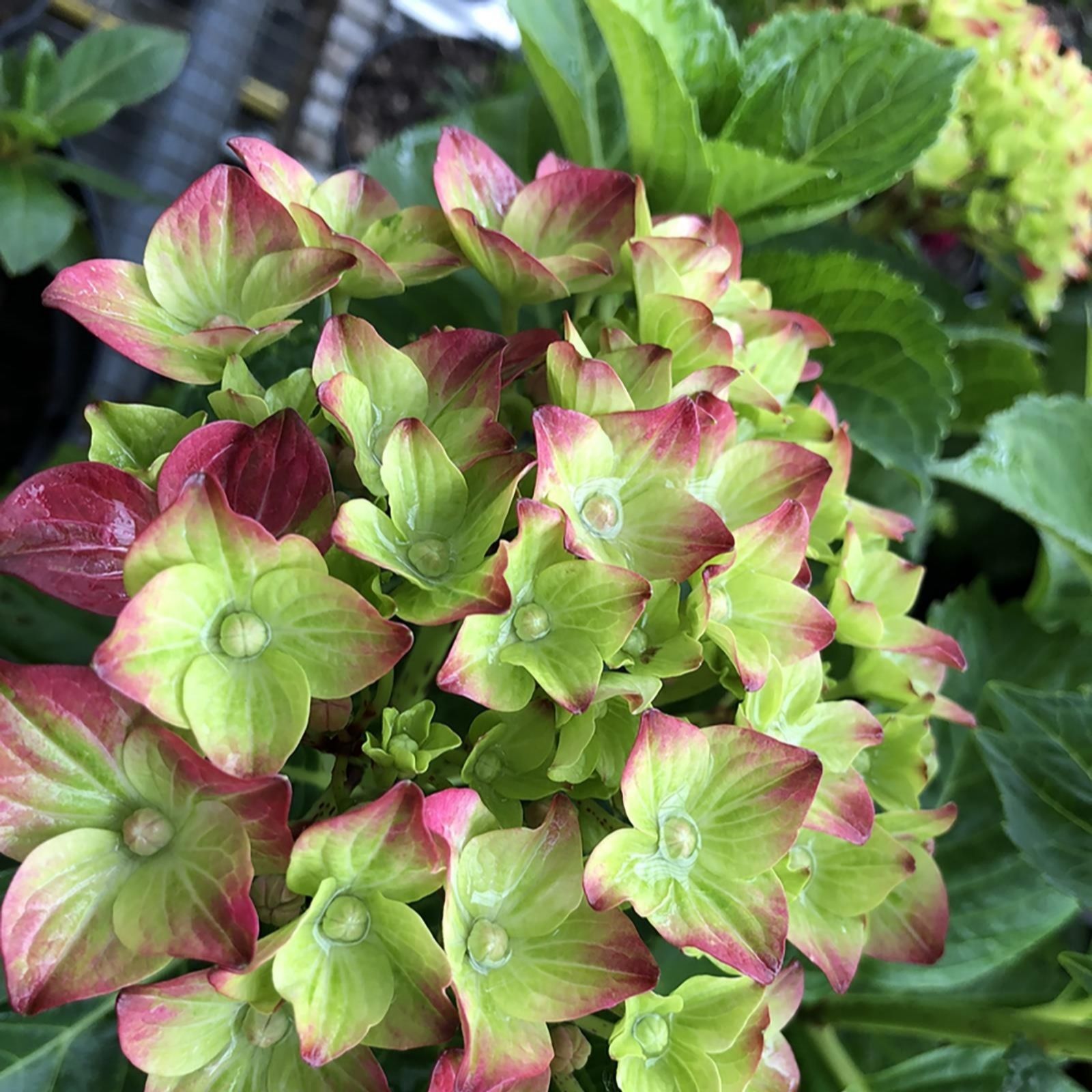 Hayloft Plants 2 x Colour Changing Patio Hydrangeas - QVC UK