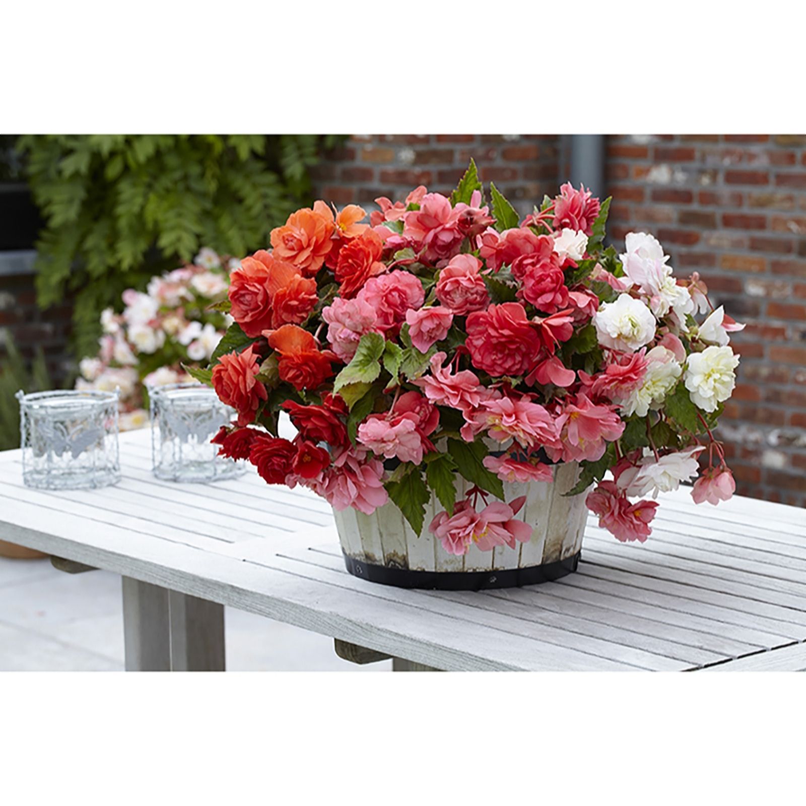 Hayloft Plants 12 x Begonia Odorata Bulbs QVC UK