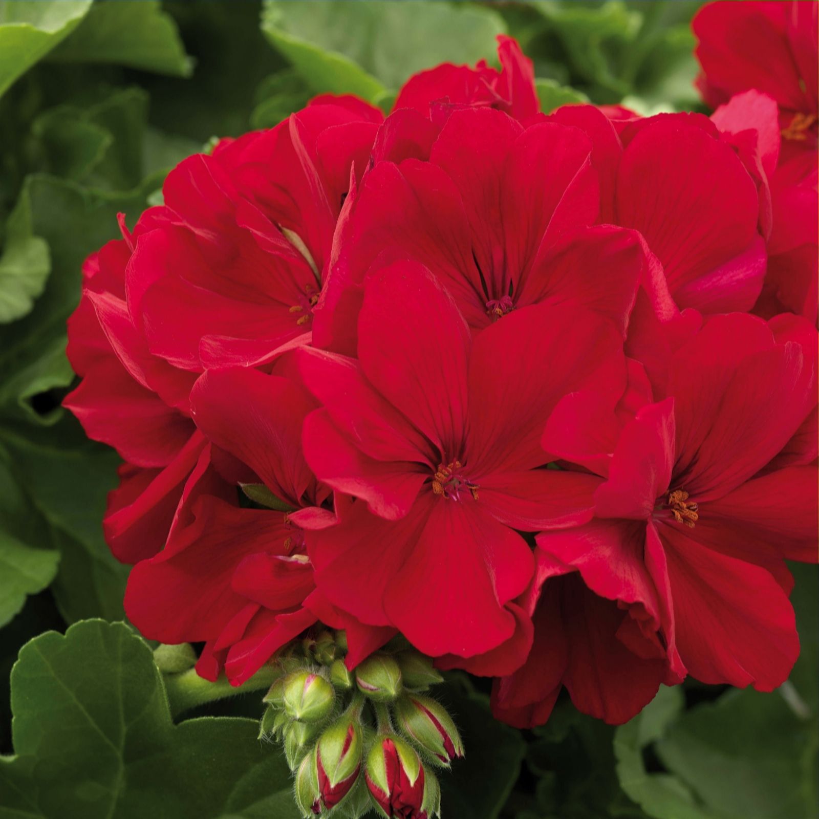 Hayloft Plants 9 x Calliope Geranium Dark Red Young Plants QVC UK