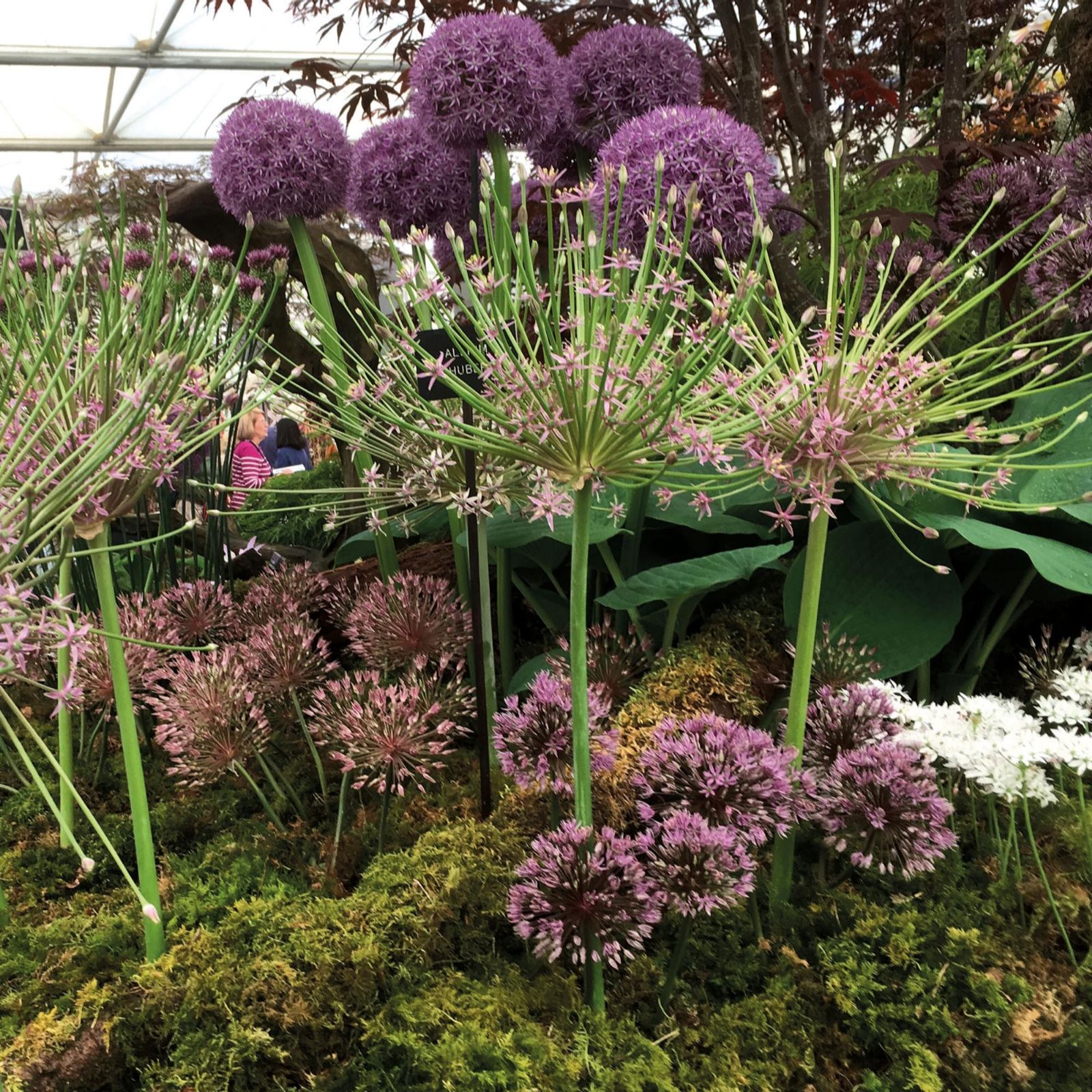 Hayloft Plants 3 x Allium Schuberti Bulbs QVC UK